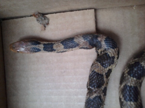 Western Fox Snake 10/17/12 after being freed from landscape netting. There are 2 visible wounds left from the netting.